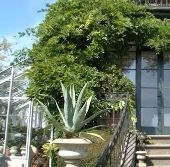 blåregn beskæring blåregn beskæring